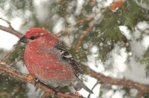 Participants in the 2012 Audubon Bird Count had to deal with snow and rain, but they were able to complete the count. They were treated to a wide variety of beautiful birds like this pine grosbeak.