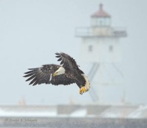 Grand Marais photographer David R. Johnson took this picture of a magnificent bald eagle in the Grand Marais harbor during the week of the Audubon Christmas Bird Count. See the bird count tally on page A3.