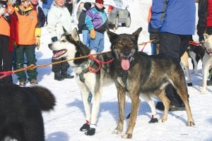 A new sled dog race is reviving the tradition of mushing in Cook County. On Saturday, January 5 through Tuesday, January 8 there are events to celebrate the history of dog sled racing on the North Shore. Visit www.gichigamiexpress.com for up-to-the-minute information on the race.