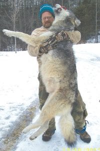 Left: Although there are many different opinions about whether or not there should be a wolf season, history was made this year with the first wolf season held in Minnesota in many years. This 117-pound timber wolf was trapped by Rusty Peterson of Grand Marais, 200 yards from his home on December 10, 2012.