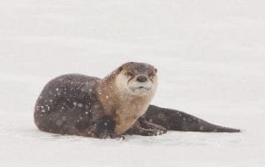 It is really fun to watch the otters at play in the Grand Marais harbor but really hard to catch them on camera. Photographer David Johnson of Grand Marais tried for a long time before he caught an otter who wasn’t camera shy.