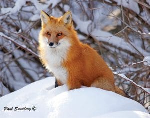 This friendly red fox has been hanging around Trail Center, the famed landmark restaurant halfway up the Gunflint Trail. The fox has been such a regular that she has been named “Cookie” by the folks she visits each afternoon.