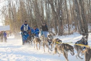 Spectators stood among the trees at the Grand Portage start of the Gichigami Express Sled Dog Race on Sunday, January 6. Winner Ross Fraboni of Two Harbors had an excited team at the Mineral Center start and kept them that way throughout three days of racing, finishing the event with a total trail time of 12:07:51. See more sled dog excitement on page A3.