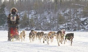 Although the mushers and dogs might have liked a bit more snow on the trails, they appreciated the snow-covered scenery along the Gichigami Express Sled Dog Race route. After the race, No. 8 Michael Bestgen of St. Cloud said, “This is a beautiful race. I hope to come back next year.” His comments were echoed by many of the other mushers.