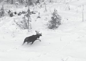 The Minnesota Department of Natural Resources is stepping up its moose research to try to determine what is killing northern Minnesota’s largest herbivore. Moose have been tracked by air in the past and a few have been radio-collared, however the new program will fit 150 moose in Cook and Lake counties with monitoring devices. Photo courtesy of Mike Schrage - Minnesota DNR