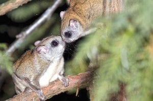 It’s not Valentine’s Day yet, but these flying squirrels would make the perfect picture on a valentine. Kathy Gray Anderson spotted the duo at her feeder last week. Anderson said when she opened the door, one leapt to a nearby tree but returned to make sure its mate was okay before jumping to the bird feeder.