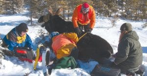 A Minnesota Department of Natural Resources research team has been in Cook County for the last week, implementing the first phase of a multiple-year, $1.2 million project to try to determine why moose are dying at an unusually high rate in northeastern Minnesota. The research team is pictured here collaring and collecting samples from a cow. The extremely cold weather has made the work challenging.