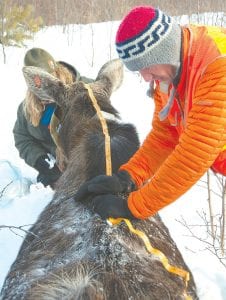 The Minnesota Department of Natural Resources (DNR) is close to completing the first phase of a multiple-year $1.2 million project to attempt to determine why moose are dying at unusually high rates in northeastern Minnesota. One of our Cook County moose gets an exam from Erika Butler, DNR wildlife veterinarian and lead researcher on the adult moose mortality project and Quintin Slade, Quicksilver Air’s helicopter pilot.