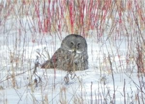 Bob Walker with the Grand Portage National Monument took this photo of an interesting visitor last week. National Park Service Biologist Brandon Seitz identified it as a Great Gray Owl. The owl hung around the field for about five hours, snuggled down in the snow. The owl’s range is normally north of us, so it seems to be an irruption year when owls migrate south in search of food.