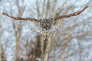 The owl irruption continues and residents have been treated to glimpses of owls throughout the county. Grand Marais photographer David R. Johnson said he “got lucky” on February 12, when this great gray owl posed for awhile and then took off in flight. Great gray owls as well as other species have been part of the irruption, a birding term for an unusual mass movement of birds into the area.