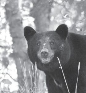 Grand Marais photographer David R. Johnson won honorable mention in the Lake Superior Magazine 2013 photo contest. He shared it with the Cook County News-Herald in 2012 as well. Readers were delighted to see this close-up view of a bear that had sniffed out a chipmunk’s cache of hazelnuts.