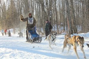 Cook County musher Frank Moe and his team taking off at the Gichigami Express Sled Dog Race in January 2013. Pony, the bighearted sled dog that was killed in the Michigan race is pictured here, closest to the sled, pulling for all he was worth.