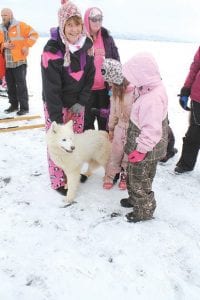 Before the race’s shotgun start on Gunflint Lake on Saturday, mushing fans got to meet—and pet—some of the dogs out on the ice. There was a record number of Samoyeds racing this year.