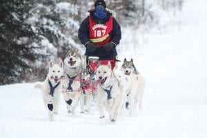 Weather conditions were challenging for the 2013 John Beargrease Sled Dog Marathon. The finish for the Mid-Distance Race is normally in downtown Tofte, but this year it was moved up to the more scenic checkpoint on the Sawbill Trail. Musher and veterinarian technician Natalie Harwood of Iron River, Wisconsin comes into the Tofte finish. Read more about the Beargrease on page A3.