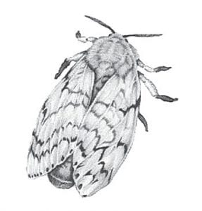 The state of Minnesota is looking for volunteers to serve as “first detectors” to keep an eye out for invasive pests, such as the gypsy moth, Lymantria dispar dispar. It is hoped that having people watching for these and other damaging insects will help slow their spread.