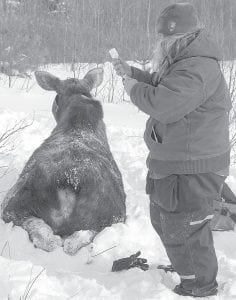 DNR Wildlife Veterinarian Erika Butler, D.V.M. has been studying the moose as well as the mosquito in a quest to determine why the population has been dropping so drastically. Butler is pictured here earlier this winter as she prepares an injection that will reverse the effects of the tranquilizer and allow the now-collared moose to return unharmed to the wild.