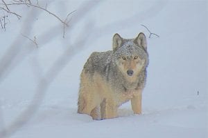 This inquisitive gray wolf (Canis lupus) recently visited the yard of Cook County News- Herald Publishers Hal and Deidre Kettunen. The wolf hung around long enough to get its picture taken and then strolled off into the woods in the Pike Lake area.