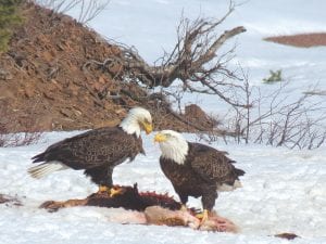 Eagles are returning to Cook County and Kathi Johnson of Hovland was delighted to be able to get a photo of this pair on April 2, which is her birthday.