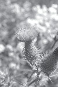 Although the Canada thistle (Cirsium arvense) makes a lovely picture when it flowers, it is an aggressive, perennial weed that infests yards, trails and roadsides. The Minnesota Department of Natural Resources has launched a new campaign “PlayCleanGo: Stop Invasive Species in Your Tracks” to try to stop the spread of such bothersome plants.