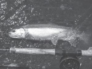 Local fisherman Bruce Zimpel has had excellent luck (or skill) catching steelhead this spring in Cook County streams. So far Zimpel has caught 15 to 16 steelhead with several in the 7-8-pound range. While fishermen crowd the streams flowing into Lake Superior in the Duluth-Superior area, few people are fishing for trout in the county, reports Zimpel.