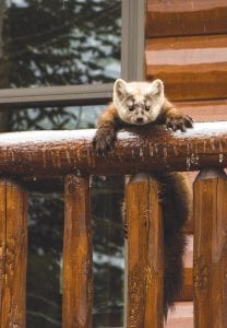 The waning days of winter and the slow start of spring have been rough on humans and animals alike. Dennis Chick of Hungry Jack Lake took this photo of this pine marten visiting the feeder last week. The little fellow was barely hanging on to the ice-coated deck.