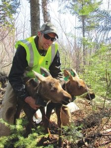 A crew from Alaska has been working with the Minnesota DNR to capture and collar 50 moose calves this spring in the Arrowhead Region. To date the crew has captured and collared 11 sets of twins, a number that far exceeded the normal birth rate of twins for this area. Researchers want to know why 2/3 of the calves die within the first year of their birth, and the collars will send them data on the babies as they grow.