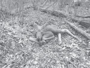 As part of the DNR’s effort to find out what is killing moose in Minnesota, the DNR is outfitting 50 calves (like the one above) with radio collars that will send back pertinent information to scientists studying their movements. It is estimated that two-thirds of calves die before their first birthday and researchers want to know why.