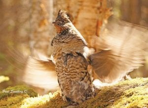 All up and down the North Shore, people have been hearing the drumming of grouse in the woods. Paul Sundberg of Grand Marais caught one in action. This ruffed grouse was photographed in all his glory at Cascade River State Park last week.