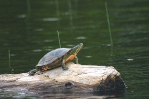 Many female turtles are now moving from ponds and streams to their nesting areas, unfortunately crossing roads to do so. Please watch carefully when driving so you can see turtles like this one while on the water!