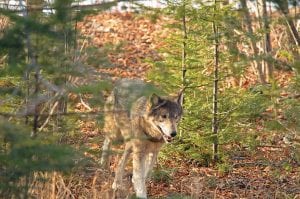 A Minnesota Court of Appeals ruling has paved the way for another wolf hunting season. The DNR will set the season this summer after analyzing data from the previous season and a wolf population estimate is completed.