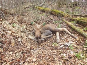 The Minnesota Department of Natural Resources moose calf mortality study has documented 25 moose calf deaths to date. The calves, like this one, were captured and fitted with expandable collars when they were at least 36 hours old.