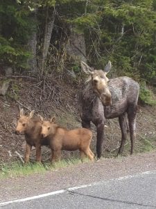 On June 9, Laura Dahl Popkes got a photo of the moose cow and calves that have been hanging out in the Mid-Gunflint Trail area. Gunflint residents are concerned about the safety of the young moose so “Caution— Moose Ahead” signs have been erected in the vicinity. Please slow down and watch for moose.