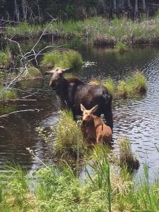 Laura Dahl Popkes has been a lucky Gunflint Trail traveler in recent weeks. She was able to get a nice photo of the moose cow and calf hanging out by Swamper Lake and on June 17 she spotted yet another family. This mother and calf were spotted between Poplar and Birch lakes. The duo seems blissfully unaware of the ongoing moose mortality study.