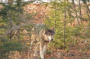 Although their numbers are in decline, the Minnesota Department of Natural Resources said it would go forward with a wolf hunt/trapping season in 2013. Last year hunters and trappers took 413 wolves during the hunt.