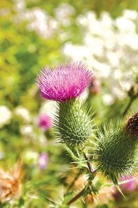 Three workshops are coming up for people to learn about controlling invasive species. Cook County is not immune to invasive plants that are establishing a stronghold where native species once grew. This particular beauty is a Canada thistle.