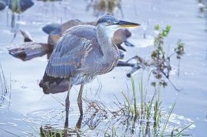 On an evening hike on Coast Guard Point in Grand Marais in mid-July, Kathleen Gray Anderson and friends spotted this beautiful blue heron. They watched the bird for some time, catching minnows.