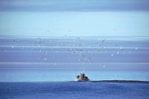 Although it no longer has pulpwood log rafts and fleets of fishing boats, the Grand Marais harbor is still a working harbor. Kathleen Gray Anderson took this lovely photo of Harley Toftey of Dockside Fish Market heading out of the harbor to bring in the catch of the day. His work is much appreciated by the herring gulls.