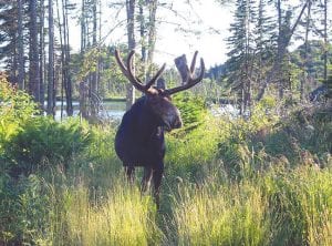 The moose (Alces alces) is now on the top of the Minnesota Department of Natural Resources (DNR) list of special concern species. The DNR announced the new list this week. It is the first update since 1996.