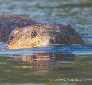 Although beaver can be terrible pests, taking down trees and causing roads to flood, they are a lot of fun to watch. Grand Marais photographer David R. Johnson had a good time trying to get a close up of this hard working fellow last week.