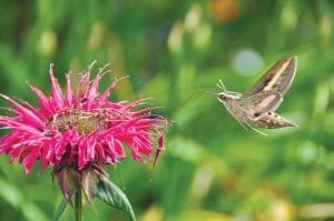 This interesting creature is the sphinx moth, identified by its proboscis, a straw-like mouthpart that uncoils to feed on nectar. The unusual insect resembles a hummingbird as it hovers around flowers, moving sideways and stopping in midair. Jake Barnard of Grand Marais took some fabulous photos of a pair of sphinx moths alongside Croftville Road in Grand Marais on August 27.