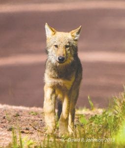 Although North Shore residents are fortunate to see wolves now and then, like this pup captured in a David R. Johnson photo, there are many who have never seen one. The International Wolf Center is doing its best to offer the opportunity to see wolves and to learn more about them. The Wolf Center was recently honored for its work with a Pinnacle Award from the Center for Interactive Learning Collaboration.