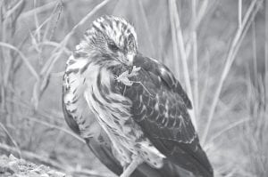 Kathy Gray Anderson spotted this juvenile Coopers Hawk on the shoulder of the road in the Devil Track area. The hawk watched her carefully, but let her get within a distance of about six feet. Anderson said the bird was more interested in its victim, a grass-green grasshopper.