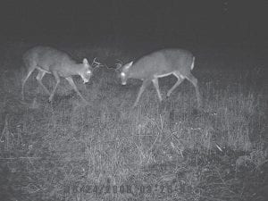 The Minnesota Department of Natural Resources predicts a good deer hunting season. Bucks, like these on an area camera, are out there waiting for patient hunters when firearm hunting season opens Saturday, November 9.