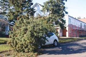 Veterans Day was windy and cold. The wind blew so strong it toppled this tree in a Grand Marais resident's yard, sending the giant pine onto the resident’s car. It took a crew of four men a couple of hours to remove the tree from the car and the yard. The car looked to be totaled.