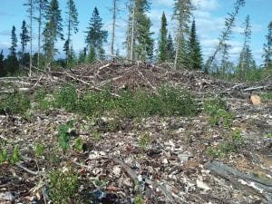 As part of the study to determine whether or not a central biomass-fueled heating plant is feasible for Grand Marais, a number of types of biomass have been looked at. The latest plan would be to use leftover biomass from Hedstrom Lumber Company, which would be enough to fuel the 18 potential customers who may be tying into the system. However fuels like this at a local timber sale could also possibly be used.