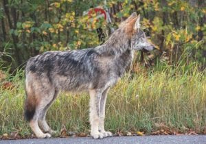 Tom Spence of Tofte shared a photo of a young wolf in front of a no hunting sign with Cook County News-Herald readers back in 2010. Spence was surprised to see another healthy—and curious—young animal in the exact same spot at the beginning of November.