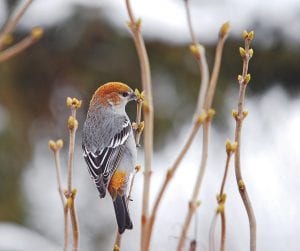 Do you know what kind of bird this is? It and hundreds of others will be counted in the 2013 Christmas Bird Count on Saturday, December 14. If you’d like to participate in this year’s bird count, contact Jeremy Ridlbauer at (218) 370-0733.