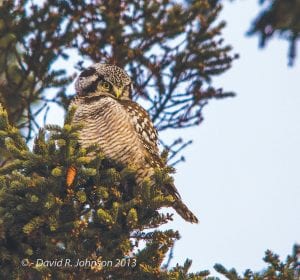 When Grand Marais photographer David R. Johnson first saw this lovely bird, he thought it was a snowy owl because it had so much white plumage. However, after further investigation he found that it is a northern hawk owl, Surnia ulula. According to www.allaboutbirds.org, the northern hawk owl’s long tail distinguishes it from all other North American owls. Its head and body is broader than those of hawks.