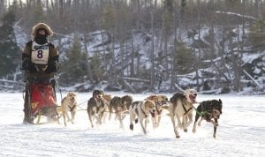 Cook County is getting excited about the upcoming Gichigami Express Sled Dog Race, to be held entirely in the Arrowhead on January 4 – 6, 2014. Sarah Hamilton, owner of Trail Center Lodge and founder of the Camp Chow wilderness food line, has announced a special prize. She will be giving away $500 cash to two lucky mushers.