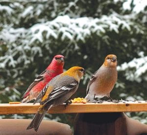 The 2013 Grand Marais Audubon Christmas Bird Count was completed on Saturday, December 14. Pine grosbeaks are among the most plentiful birds seen in this year’s count.